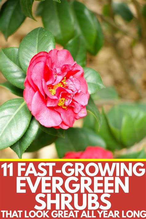 A Beautiful Camellia Flower On A Garden Evergreen Shrubs Are The