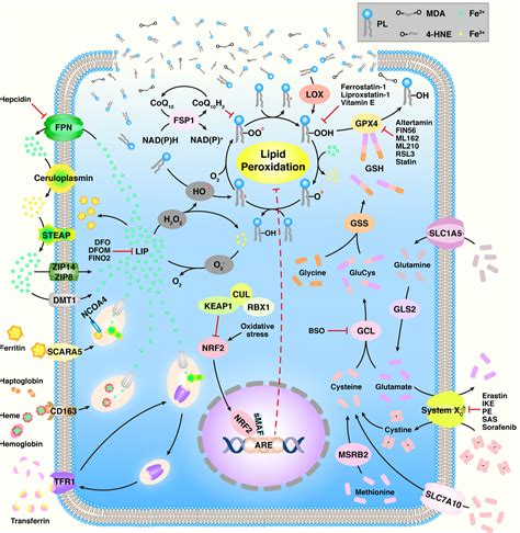 Frontiers Ferroptosis Biochemistry And Biology In Cancers