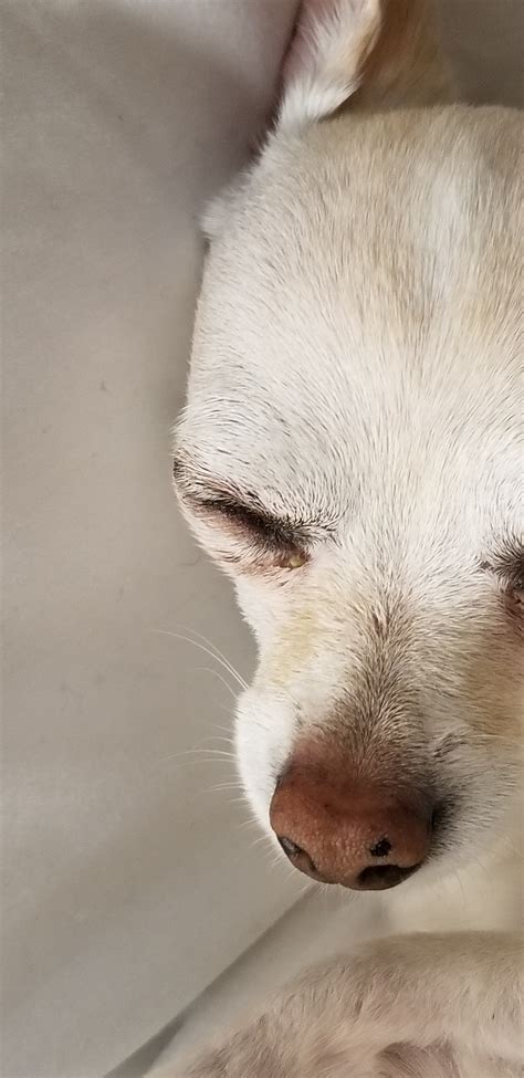My 5 lbs chihuahua got hit on his right eye by a classic mouse trap. Brought him to an emergency
