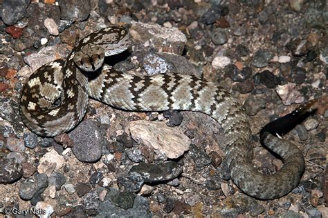 Northern Black Tailed Rattlesnake Croatalus Molossus Molossus