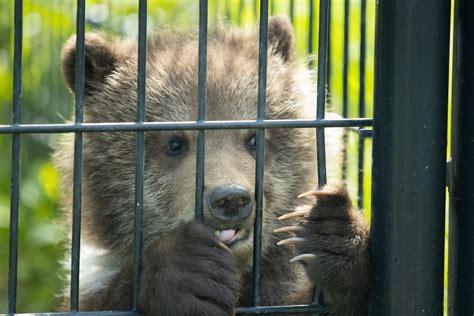 With 7 new arrivals, Alaska Zoo nears capacity for orphaned animals ...