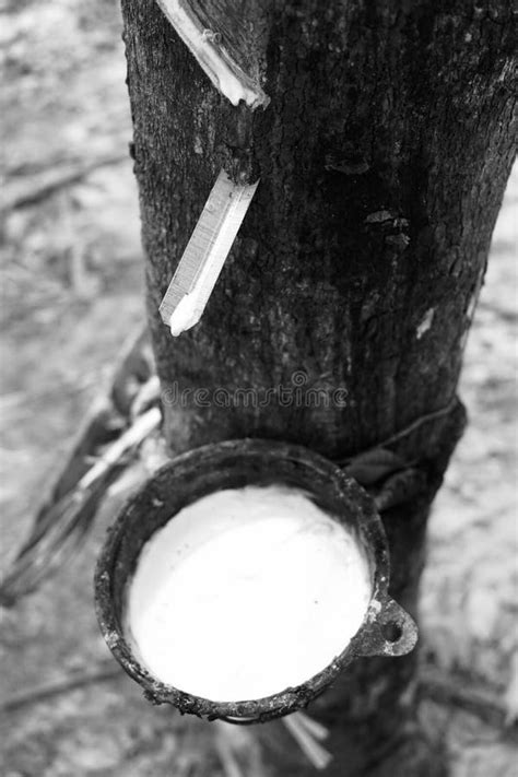 Rubber Tapping Tapping Latex Rubber Tree Rubber Latex Extracted From