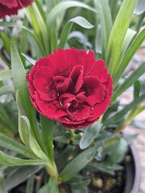 Photo Of The Bloom Of Dianthus Dianthus Caryophyllus Supertrouper