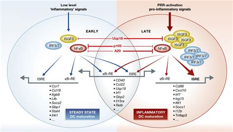 Dendritic Cell Maturation Functional Specialization Through Signaling