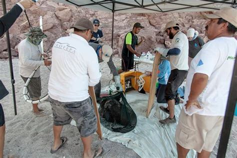 Vida Silvestre Lobos Y Elefantes Marinos Procuraduria Federal De