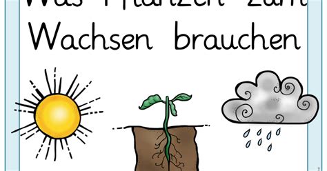 Incredible Vom Samen Zur Pflanze Grundschule Ideas