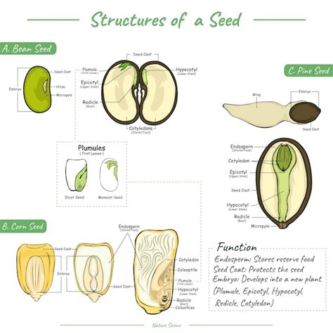 Bean Seedling Diagram