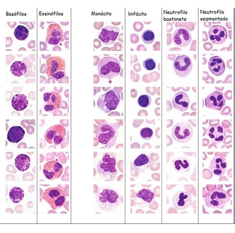 Pin de Gabriela Lavelli en Dicas de estudo en 2024 Hematología