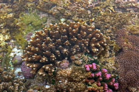 Acropora Polystoma Es Una Especie De Coral Acroporide Foto De Archivo