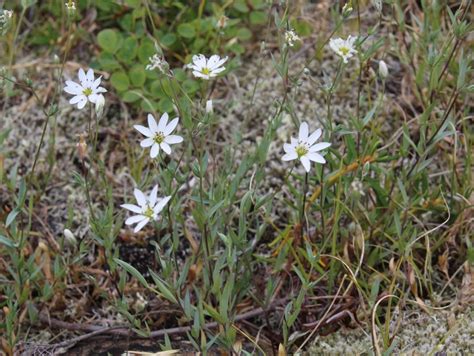 Stellaria palustris - Изображение особи - Плантариум