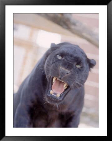 black panther snarl - black cats Photo (27648804) - Fanpop