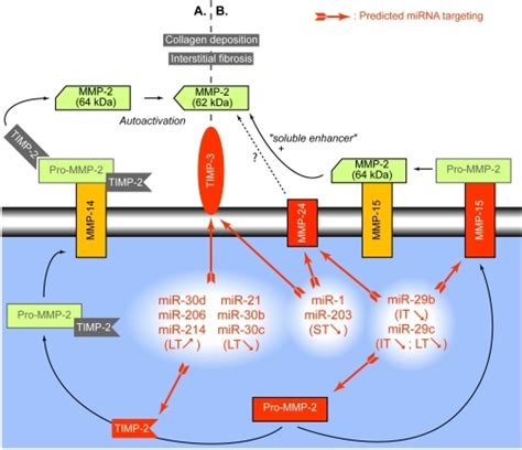 Mirnas And Mmp 2 Activationpanel A Represents Mmp 14 Open I