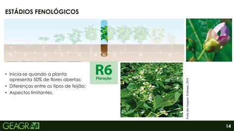 Fenologia E Fisiologia Do Feijoeiro Ppt