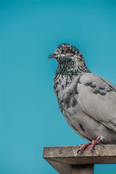 Pigeon Chest Photos, Download The BEST Free Pigeon Chest Stock Photos ...