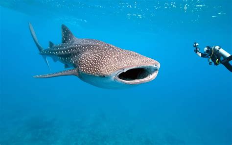 Quel Est Le Plus Grand Poisson Du Monde