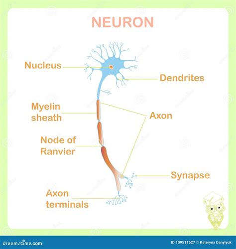 Scheme Of Typical Anatomy Neuron Structure For School Education Stock