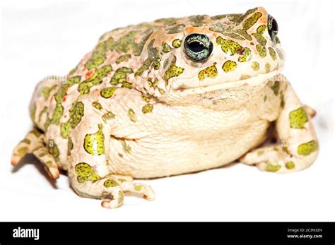 Big Ugly Frog Common European Toad Bufo Stock Photo Alamy