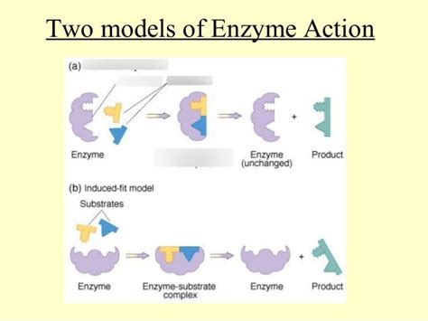 Diagram Of Biology 3 36 Enzymes Quizlet