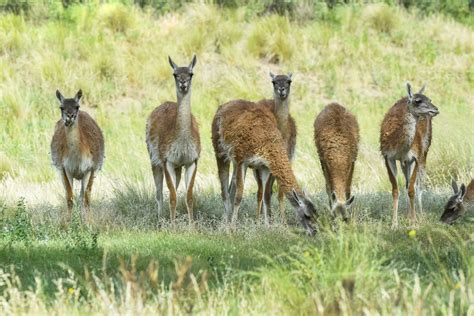 lama animal, , en pampa pradera ambiente, la pampa provincia, Patagonia
