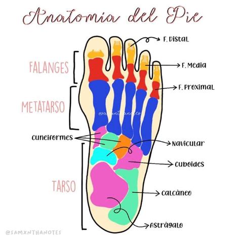 Fresco Escapar Emocionante Estructura Anatomica Del Pie Albardilla