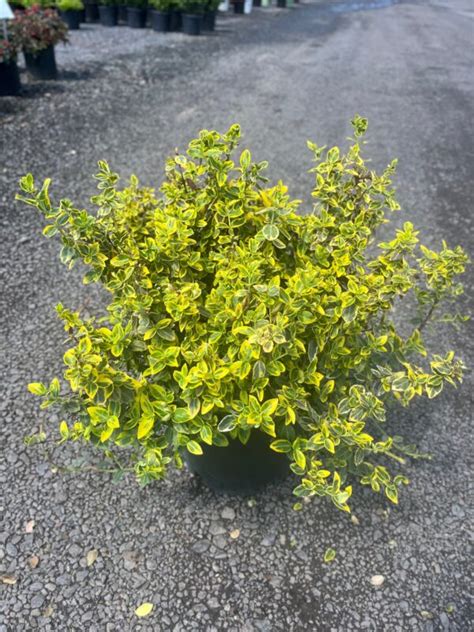 Euonymus f. ‘Emerald n Gold’; Emerald n Gold Euonymus – Feeney's Wholesale Nursery