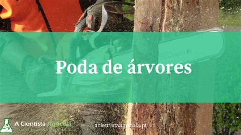 Aprenda a fazer a poda de árvores de forma correta dicas úteis