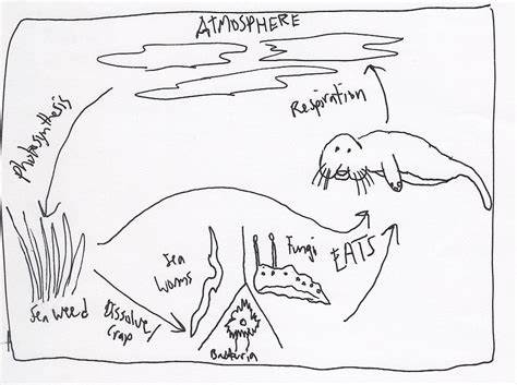 Geochemical Cycle - Manatee madness