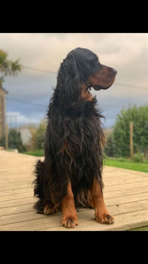 Chien Setter Gordon Russell De La Fl Che Noire Et Feu