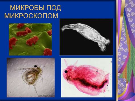 Микроскоп. 4 класс - презентация онлайн