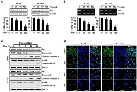 A Ht And Hct Cells Were Treated With Plasma For And