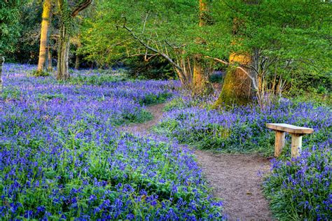 Magical Places To See Bluebells Across The Uk London Evening Standard