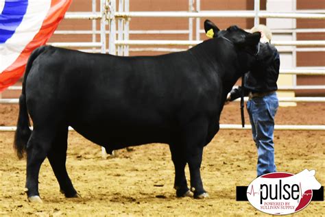 San Angelo Stock Show I Junior Steer Black Cross Division The Pulse