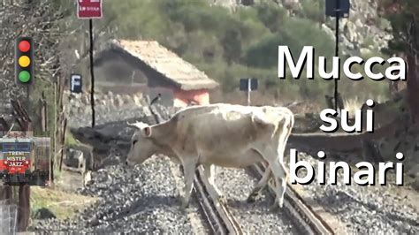 Mucca Sui Binari Ferroviari L Incubo Dei Macchinisti Trovarsi Un