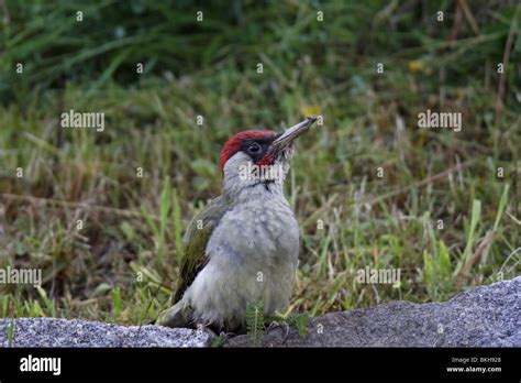 Grünspecht Green Woodpecker Picus viridis Stock Photo Alamy