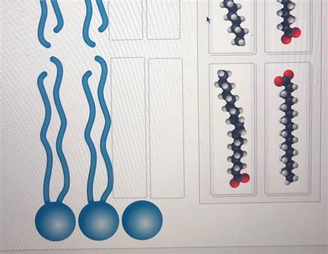 The image shows a lipid bilayer, with the polar heads | Chegg.com