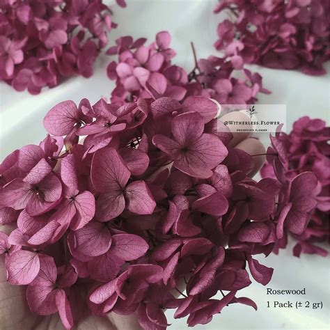 Jual 2 Gr Preserved Hydrangea Grade A Dried Flower Awetan Bunga