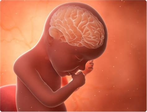 Diet may affect brain development in premature babies