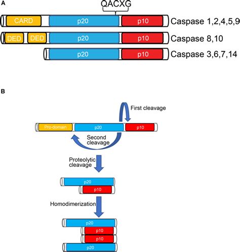 Caspases In The Developing Central Nervous System Apoptosis And Beyond