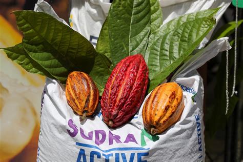 Productores De Cacao De Ecuador Reivindican Pagos Justos Ante Precio Máximo Internacional Qué Pasa