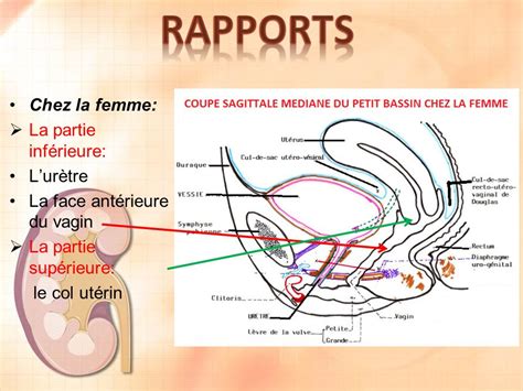 La Vessie Dr Chenafa Service Danatomie Normale Chu Oran Ppt Video