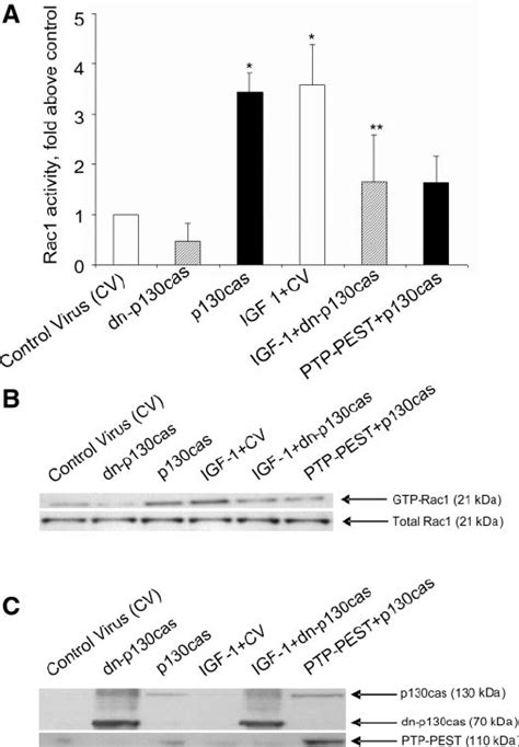 Expression Of Dominant Negative Dn P Cas Mimics Effect Of No