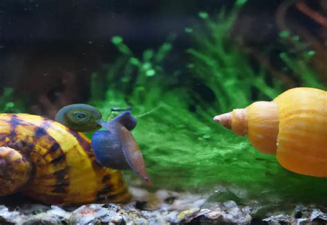 Are Snails Bad For Cichlids Betta Fish World