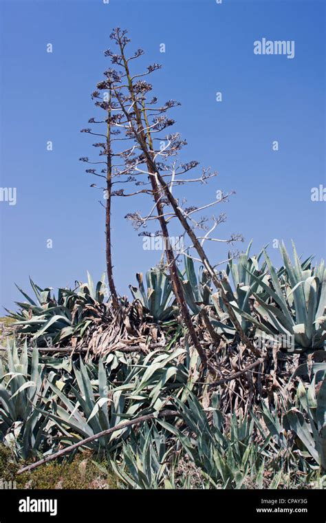 Century Plant Also Known As Maguey Or Agave Americana In Bloom Stock