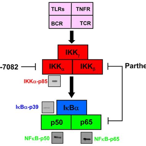 Expression of components of the canonical NFκB signaling pathway in ... 