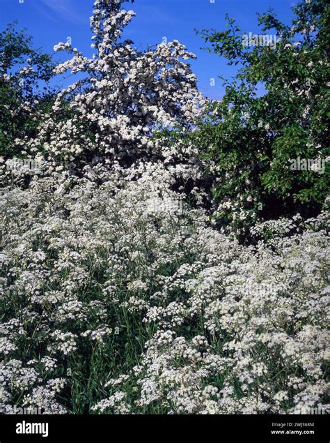 Sunlit White Cow Parsley Anthriscus Sylvestris And Hawthorn