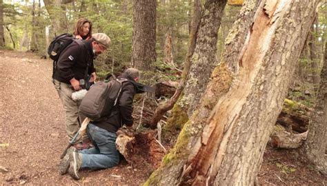 Selva Viva Patagonia En Ntv La Magia De Puerto Williams Tvn