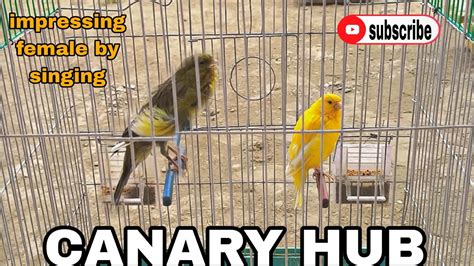 Canary Bird Spanish Timbrado Canary Singing Impressing Female Powerful