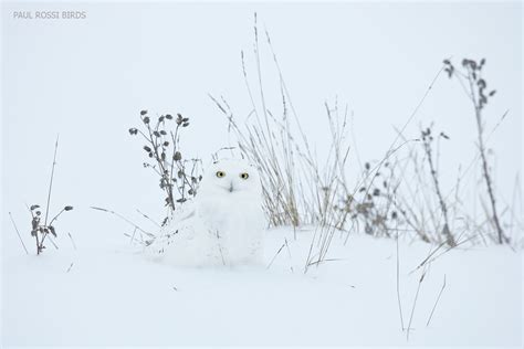 snowy-owl-camo | paulrossibirds