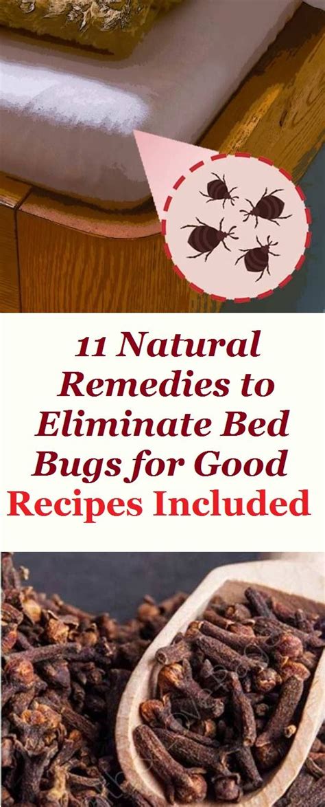 11 Natural Remedies To Eliminate Bed Bugs For Good Recipes Included Health Capsules