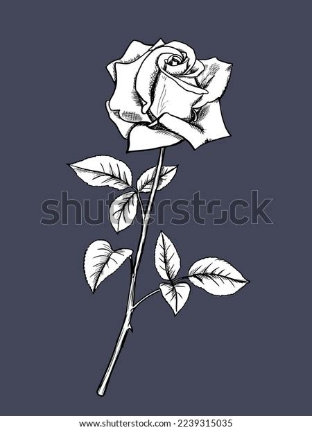 Rose Sketch Flower Design Element Vector Stock Vector Royalty Free